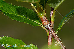 Zwergmispel (Sorbus chamaemespilus) (C335007) Zwergmispel (Sorbus chamaemespilus) (C335007)