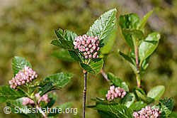 Zwergmispel (Sorbus chamaemespilus) (C335008) Zwergmispel (Sorbus chamaemespilus) (C335008)