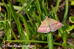 Kreuzblumen-Bunteulchen (Phytometra viridaria) (C335010) Kreuzblumen-Bunteulchen (Phytometra viridaria) (C335010)