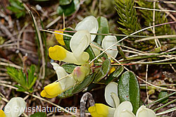 Buchsblättrige Kreuzblume (Polygala chamaebuxus) (C335030) Buchsblättrige Kreuzblume (Polygala chamaebuxus) (C335030)