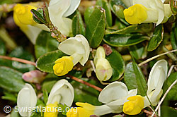 Buchsblättrige Kreuzblume (Polygala chamaebuxus) (C335037) Buchsblättrige Kreuzblume (Polygala chamaebuxus) (C335037)