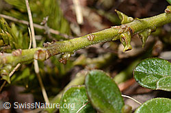 Buchsblättrige Kreuzblume (Polygala chamaebuxus) (C335038) Buchsblättrige Kreuzblume (Polygala chamaebuxus) (C335038)