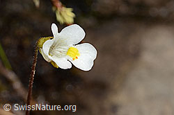 Alpen-Fettblatt (Pinguicula alpina) (C335070)