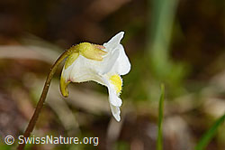 Alpen-Fettblatt (Pinguicula alpina) (C335071)