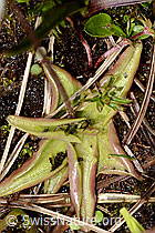 Alpen-Fettblatt (Pinguicula alpina) (C335090)