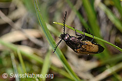 Foto: Kupferfarbener Kammhorn-Schnellkäfer (Ctenicera cuprea)