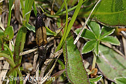 Foto: Kupferfarbener Kammhorn-Schnellkäfer (Ctenicera cuprea)