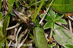 Foto: Kupferfarbener Kammhorn-Schnellkäfer (Ctenicera cuprea)