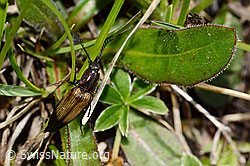 Foto: Kupferfarbener Kammhorn-Schnellkäfer (Ctenicera cuprea)