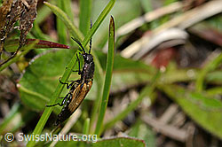 Foto: Kupferfarbener Kammhorn-Schnellkäfer (Ctenicera cuprea)