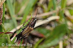 Foto: Kupferfarbener Kammhorn-Schnellkäfer (Ctenicera cuprea)