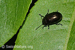 Foto: Kleiner Weidenblattkäfer (Phratora vitellinae)