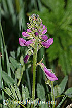 Alpen-Süssklee (Hedysarum hedysaroides) (C338175) Alpen-Süssklee (Hedysarum hedysaroides) (C338175)