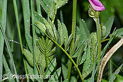 Alpen-Süssklee (Hedysarum hedysaroides) (C338177) Alpen-Süssklee (Hedysarum hedysaroides) (C338177)
