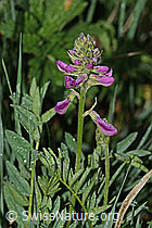 Alpen-Süssklee (Hedysarum hedysaroides) (C338180) Alpen-Süssklee (Hedysarum hedysaroides) (C338180)