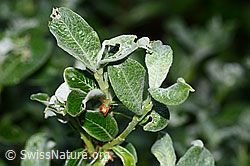 Foto: Seidenhaarige Weide (Salix glaucosericea)