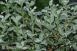 Foto: Seidenhaarige Weide (Salix glaucosericea)