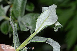 Foto: Seidenhaarige Weide (Salix glaucosericea)