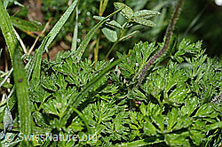 Monte Baldo-Anemone (Anemone baldensis) (19.06.2025, C338237)
