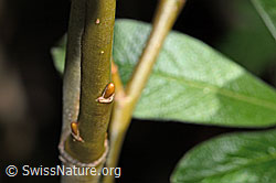 Foto: Seidenhaarige Weide (Salix glaucosericea)