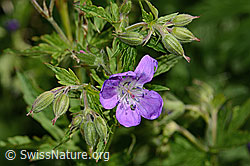 Wald-Storchschnabel (Geranium sylvaticum) (19.06.2025, C338254)