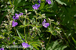 Wald-Storchschnabel (Geranium sylvaticum) (19.06.2025, C338255)