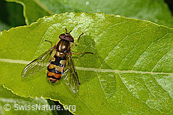 Foto: Behaarte Schwebfliege (Syrphus torvus)