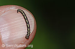 Foto: Orangegelber Breitflügelspanner Raupe (Agriopis aurantiaria)