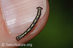 Foto: Orangegelber Breitflügelspanner Raupe (Agriopis aurantiaria)
