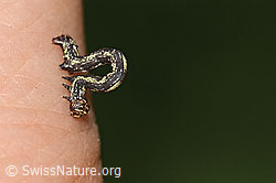 Foto: Orangegelber Breitflügelspanner Raupe (Agriopis aurantiaria)
