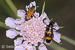 Paracorymbia hybrida (Schmalbock) und Veränderlicher Ölkäfer (Mylabris variabilis) auf Gemeiner Skabiose (Scabiosa columbaria). (C338895) Paracorymbia hybrida (Schmalbock) und Veränderlicher Ölkäfer (Mylabris variabilis) auf Gemeiner Skabiose (Scabiosa columbaria). (C338895)