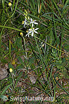 Foto: Astlose Graslilie (Anthericum liliago)