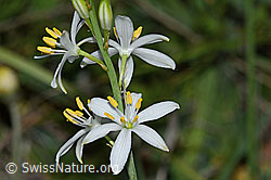 Astlose Graslilie (Anthericum liliago) (C338903) Astlose Graslilie (Anthericum liliago) (C338903)