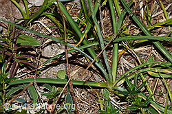 Astlose Graslilie (Anthericum liliago) (C338905) Astlose Graslilie (Anthericum liliago) (C338905)
