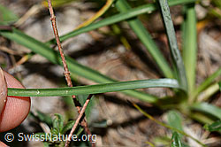 Astlose Graslilie (Anthericum liliago) (C338906) Astlose Graslilie (Anthericum liliago) (C338906)
