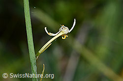 Astlose Graslilie (Anthericum liliago) (C338907) Astlose Graslilie (Anthericum liliago) (C338907)