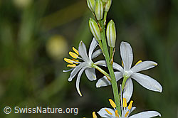 Astlose Graslilie (Anthericum liliago) (C338908) Astlose Graslilie (Anthericum liliago) (C338908)