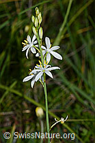 Astlose Graslilie (Anthericum liliago) (C338909) Astlose Graslilie (Anthericum liliago) (C338909)