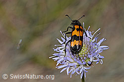 Berg-Jasione (Jasione montana)