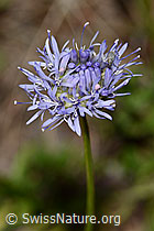 Berg-Jasione (Jasione montana) (C338919) Berg-Jasione (Jasione montana) (C338919)