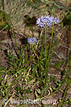 Berg-Jasione (Jasione montana) (C338921) Berg-Jasione (Jasione montana) (C338921)