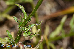 Berg-Jasione (Jasione montana) (C338922) Berg-Jasione (Jasione montana) (C338922)