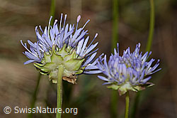 Berg-Jasione (Jasione montana) (C338924) Berg-Jasione (Jasione montana) (C338924)