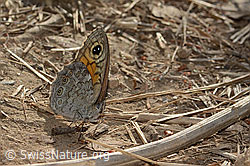 Braunauge (Lasiommata maera) (C339069) Braunauge (Lasiommata maera) (C339069)