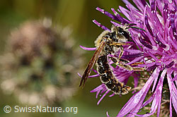 Knautien-Sandbiene (Andrena hattorfiana) auf Skabiosen-Flockenblume (Centaurea scabiosa) (C339080)
