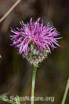 Skabiosen-Flockenblume (Centaurea scabiosa) (C339099)