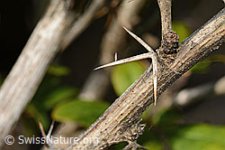Gewöhnliche Berberitze (Berberis vulgaris) (C339107) Gewöhnliche Berberitze (Berberis vulgaris) (C339107)