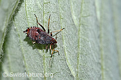 Rote Weichwanze (Deraeocoris ruber) (C339124)