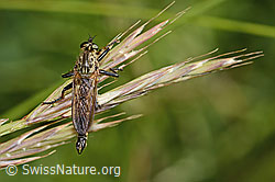 Berg-Raubfliege (Didysmachus picipes) (C339247) Berg-Raubfliege (Didysmachus picipes) (C339247)