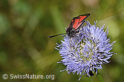 Thymian-Widderchen (Zygaena purpuralis) auf Berg-Jasione (Jasione montana) (C339323) Thymian-Widderchen (Zygaena purpuralis) auf Berg-Jasione (Jasione montana) (C339323)